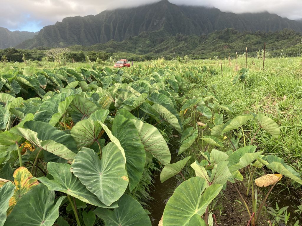 Field of taro positioned in front of a green water-carved mountain